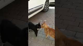 Kediler Keçi Gibi Kafa Tokuşturuyor