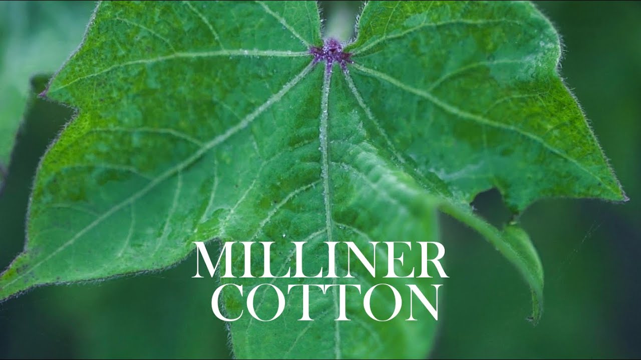 Milliner Cotton
