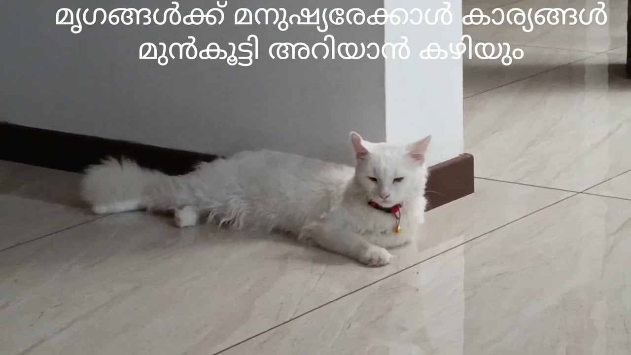 നിങ്ങളുടെ വീട്ടിൽ പൂച്ച വരാറുണ്ടൊ? നിങ്ങൾ വീട്ടിൽ പൂച്ചയെ വളർത്താറുണ്ടൊ? എങ്കിൽ ഈ വീഡിയൊ കാണുക