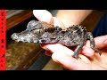 GROWING BABY DINOSAURS as PETS! **Room of Endangered Exotic Pet Animals!** with Chandler's Wildlife
