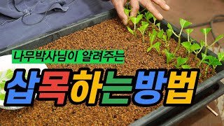 삽목 성공률 높이는 방법, 발근의 조건 및 최적환경 만들기