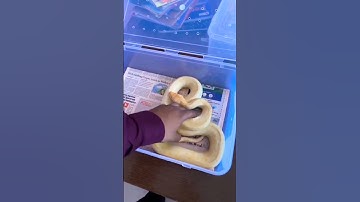 #shorts#viral#White #Ball#Python#trending#reels#subscribe my you tube channel🙏🔔