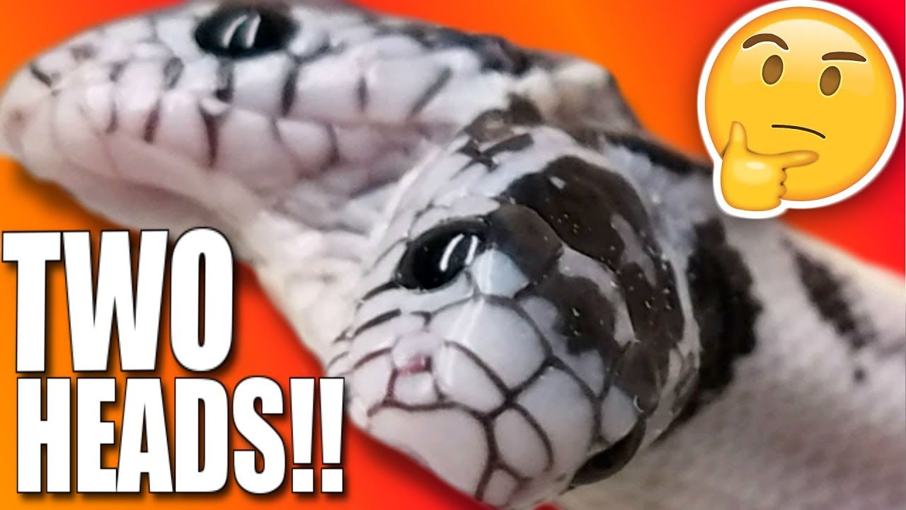 vlogs in spanish ANOTHER TWO HEADED SNAKE!!! SHOULD I?? | BRIAN BARCZYK
