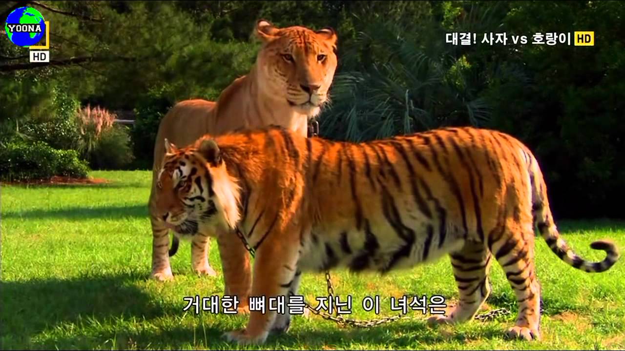 거대한 라이거 Big Liger 의 실제모습 Actual Features Youtube