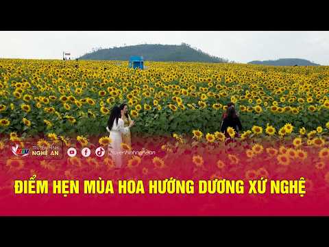 The Sunflower Season Destination in Nghe Region