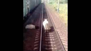 Поезд сбил корову по дороге из Тулуна screenshot 1