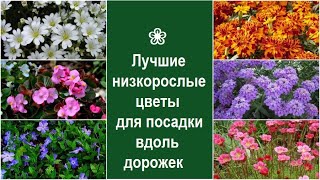 ❀ Лучшие низкорослые цветы для посадки вдоль дорожек