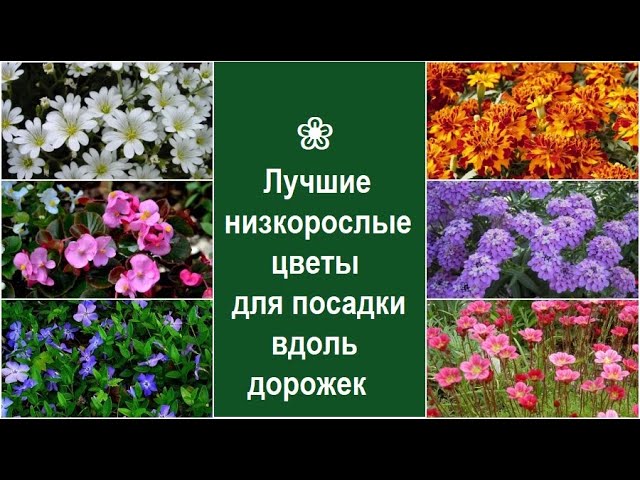 ЦВЕТЫ ВДОЛЬ ДОРОЖКИ | Наука и жизнь