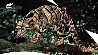 Famous Forrest Galante Found Evidence of the Javan Tiger? | Extinct Or Alive S1 ep 7,4,1 | Animal Planet Net Worth