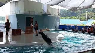 Dancing Seal Lion Ocean Adventure