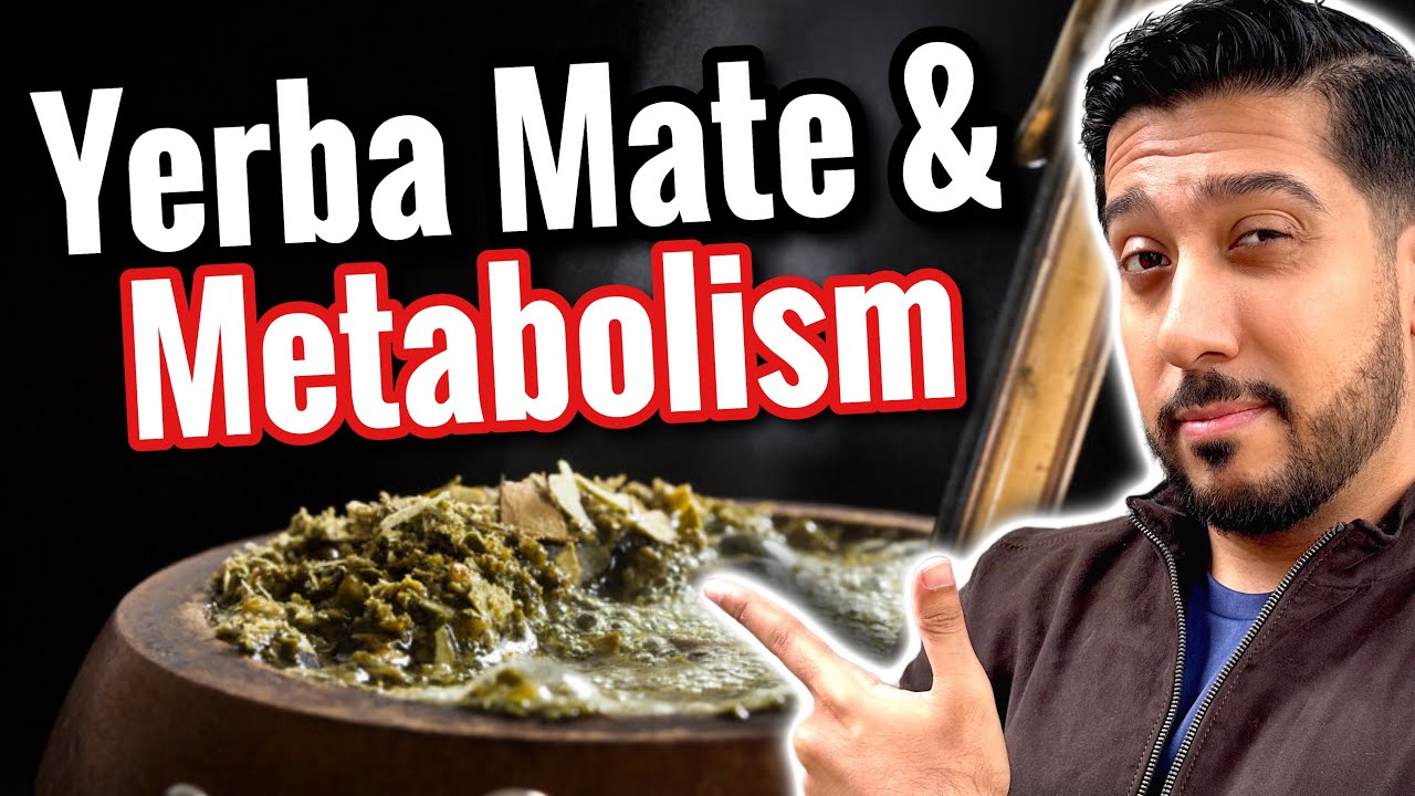 Yerba Mate for Beginners Does Yerba Mate Promote Visceral Fat Loss