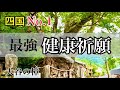【健康祈願】遠隔参拝 四国一の楠「須賀神社」高知パワースポット　The best Kusu in Shikoku "Suga Shrine"