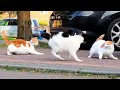 Real cat fight