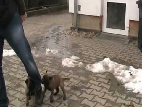 Video: Jak se chová chování Packů u psů?
