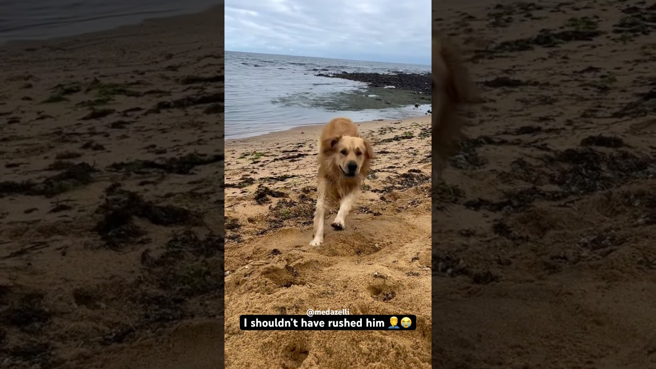 My Dog Joined The NFL 🏈