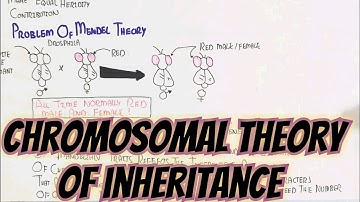 Chromosomal Theory Of Inheritance @umerfarooqbiology7083