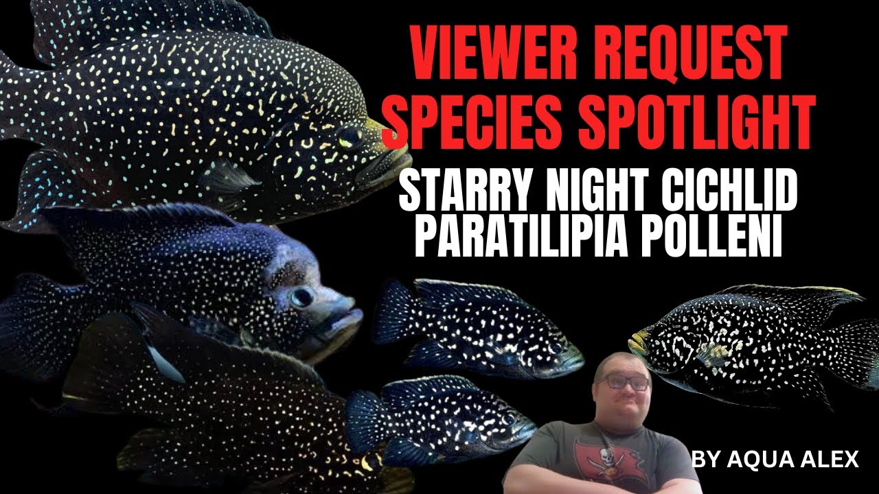 Starry Night Cichlid Full Size