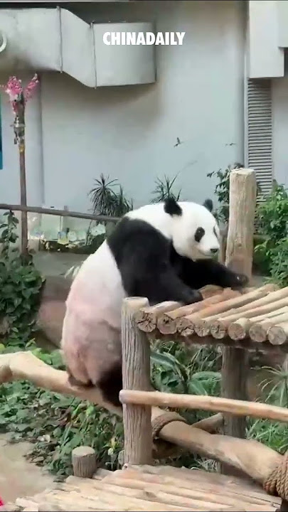 Giant pandas charm visitors at Malaysian zoo