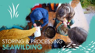 Storing & Processing Seagrass Seed - Seagrass restoration video 03