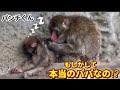 【パンチくん🐵】完全に寝落ち💤安心感いっぱいの日がやってきた!謎のオス猿の正体は⁉️