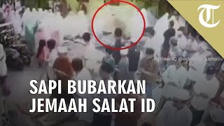 Detik-detik Sapi Berlari Bubarkan Jemaah Salat Idul Adha