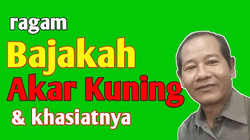 Ragam Bajakah Akar Kuning dan Khasiatnya