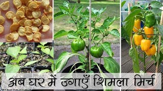 अब घर में उगायें शिमला मिर्च || Grow Capsicum At Home