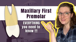 Maxillary First Premolar | The Definitive Tooth Anatomy Study Guide for Dental Students