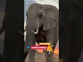 ""Elephants' Sunset Secrets"💞 🐘🌅#ElephantFacts #WildlifeWonder #SunsetSecrets