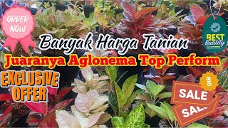 Aglonema Top Perform,Kwalitas Aglaonema Terbaik Harga Bersahabat.. eps 972