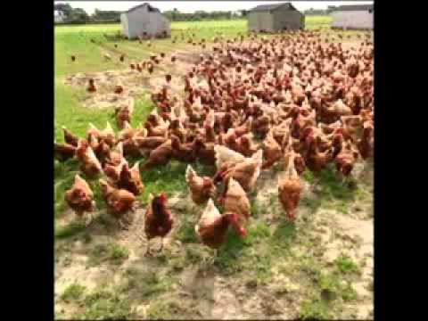 chiste gallo poninas chiste gallo poninas