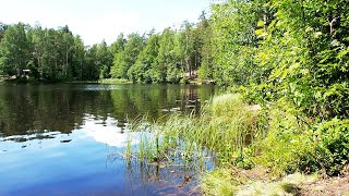 Заказник Щучье озеро・Прогулка с папой・Зеленогорск・Санкт-Петербург・Питер・СПб・Влог・Алексей Михайлов