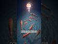 Midnight Koi 36 #meditationmusic #koi #relax #relaxing #fish #pond #calm #shorts