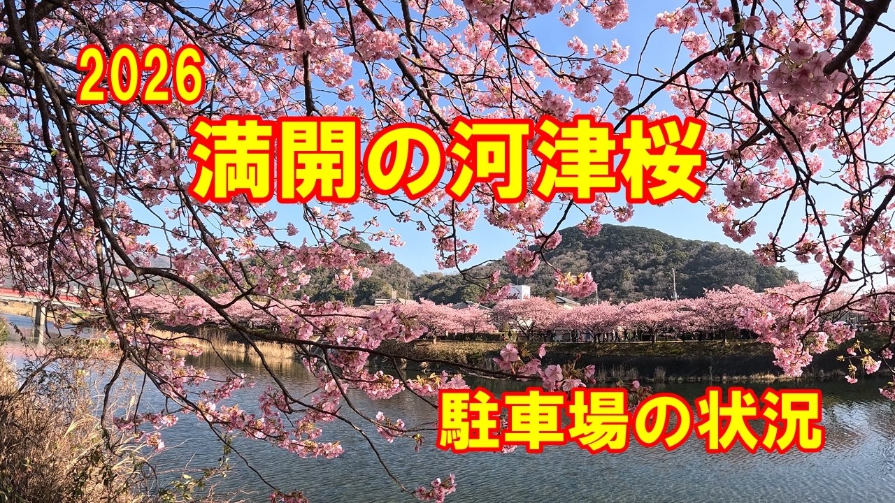 【静岡県　河津桜】２月の３連休初日　満開です。