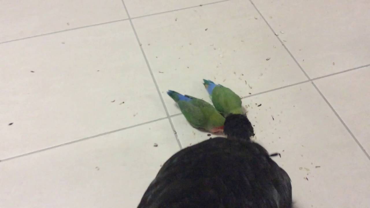 camera iphone 8 plus apk Chicken and love birds