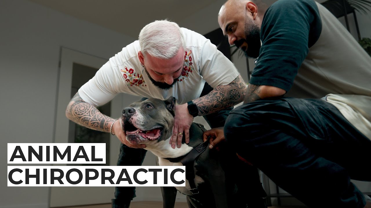 Türkisches Trio! Murat, Ali und Apollo... 🐶 Dog Chiropractic