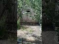 #stellersjay #corvid #bird #birb #nature #cat