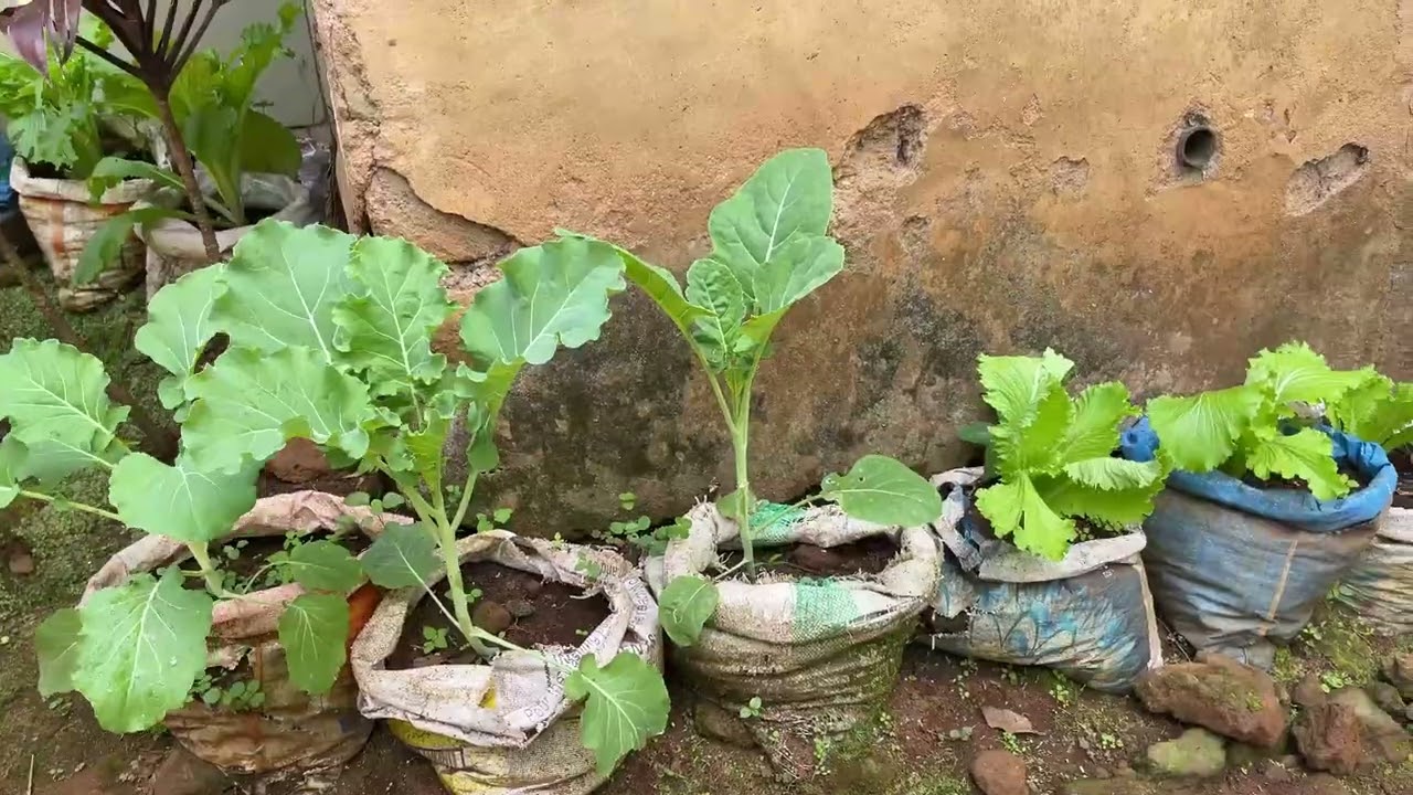 Wakulima kutoka Floresta kuboresha Lishe, Maisha na Uchumi Kupitia Kilimo Hai