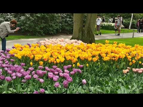 Кейкенхоф - парк