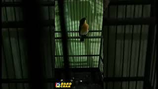 Download Lagu TERAPI GEMERCIK AIR PADA TLEDEKAN GUNUNG MP3