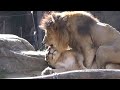 ライオンのカップル💗お正月のご挨拶【天王寺動物園】