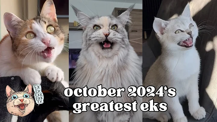 ekekekkekkek compilation - BEST Cat Chirping & Chattering of October 2024