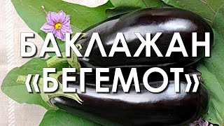 Характеристики сорта Бегемот