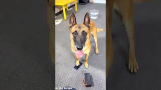 #dog #shorts #pets #shortsfeed #shortvideo #shortvideos #short #ytshorts #youtibeshorts #fyp #4k