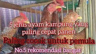 5 jenis ayam kampung yang paling cepat pertumbuhan dan panen.