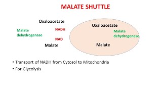 malate shuttle (biochemistry, carbohydrate)