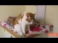 Video Shows What Cats Are Really Saying with Body Language