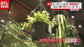 コロナ禍だからこそ…売れているモノとは？（2020年11月20日放送「news every.」より）