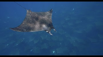 Creating Ocean Change with Adopt the Blue