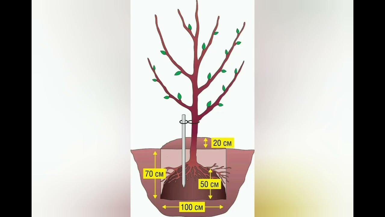 Сравнение сортов яблонь таблица. Схема посадки яблоневого сада. Диаметр кроны черешни. Диаметр кроны дерева. Какие размеры яблонь.